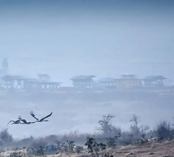 Blacked necked crane