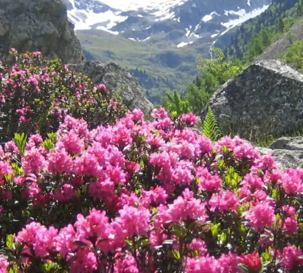 rhododendrons-1920x600